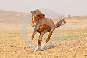 Chestnut horse running