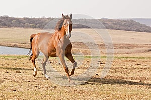 Chestnut horse running