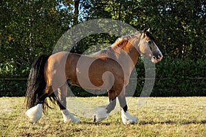 Chestnut horse running in paddock on the green bushes background