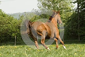 Chestnut horse running wild