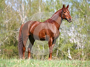 Chestnut horse standing on the field