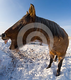 Chestnut horse whinnying