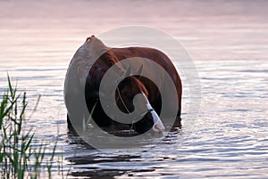 Chestnut horse standing in the water