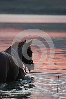 Chestnut horse standing in the water