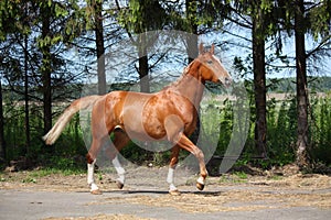 Chestnut horse trotting to the stable