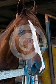 Chestnut horse with white blaze