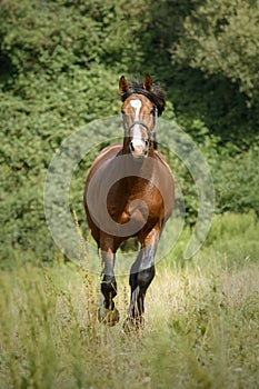 Chestnut horse with white front running towards the camera