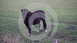 Chestnut horse with white mark on forehead looks at camera,