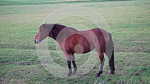 Chestnut horse with white mark on forehead looks at camera,