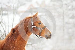 Chestnut horse and a winter landscape