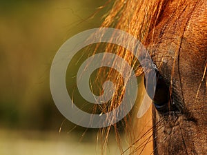 Chestnut Horses eye with mane