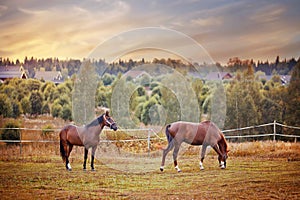 Chestnut horses grazing in paddock