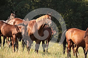 Chestnut horses on a meadow at sunrise