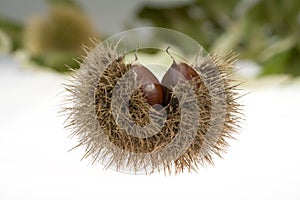 Chestnut with husk