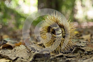 Chestnut husk in undergrowth