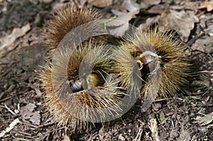 Chestnut husk in underwood