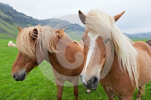 Chestnut Icelandic Horses