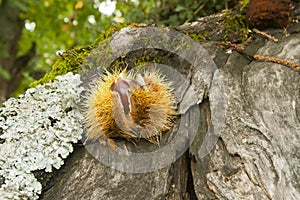 Chestnut inside her hedgehog on the forest floor