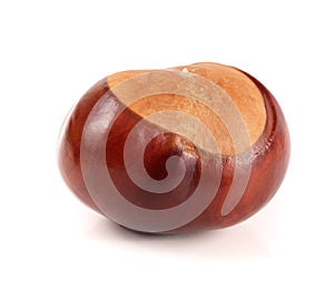 Chestnut isolated on white background closeup