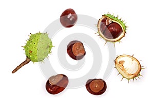 Chestnut isolated on white background. Top view