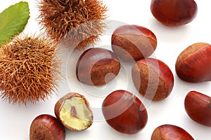 Chestnut in its burr and leaf photo