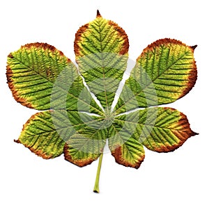 Chestnut leaf