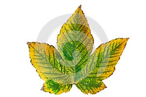 Chestnut leaf