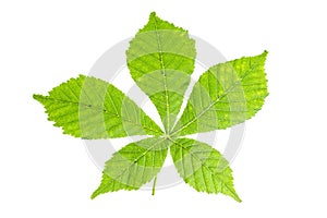 Chestnut leaf