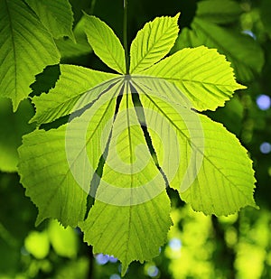 Chestnut leaf