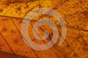 Chestnut leaf in autumn background