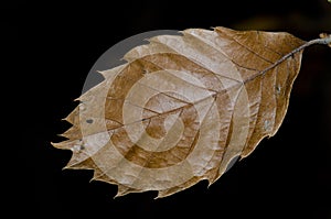 Chestnut leaf. photo