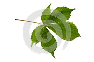 Chestnut leaf