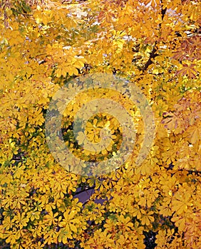 Chestnut leaves in the autumn park