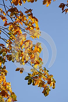 Chestnut leaves, chestnut, golden yellow fall leaves hanging on a tree