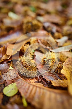Chestnut leaves in the forest