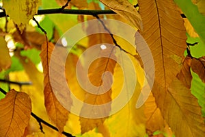 Chestnut leaves on its branches, in autumn