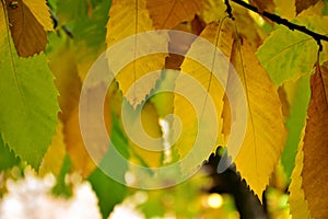 Chestnut leaves on its branches, in autumn photo