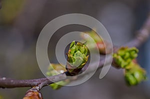 Chestnut leaves spring