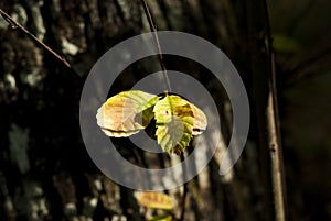 Chestnut leaves turning progressively from green to yellow to brown in early fall