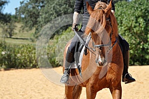 Chestnut Lusitano Stallion