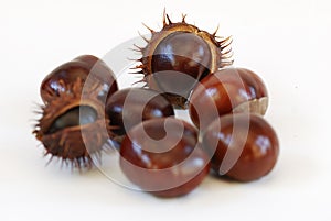 Chestnut macro