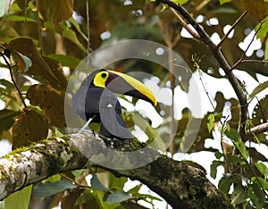 The Chestnut-mandibled Toucan,