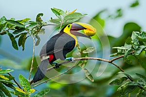 Chestnut-Mandibled Toucan