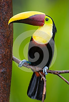 Chestnut-mandibled Toucan, from Central America.
