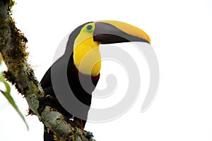 Chestnut-mandibled toucan in Equador