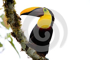 Chestnut-mandibled toucan in Equador