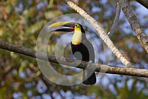 Chestnut-mandibled Toucan photo