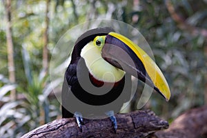 Chestnut-mandibled Toucan in the raiforest, Costa Rica