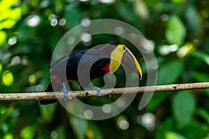 Chestnut-mandibled Toucan Ramphastos swainsonii at Carara, Costa Rica