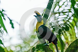 Chestnut-mandibled Toucan (Ramphastos swainsonii) in a Costa Rican jungle